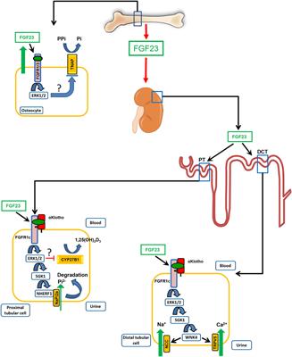 Physiological Actions of Fibroblast Growth Factor-23